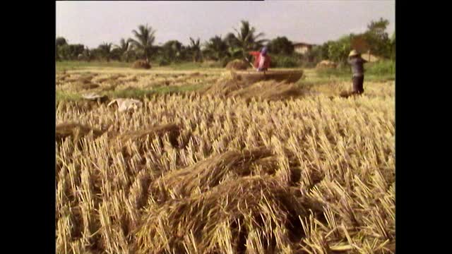 泰国，人们在稻田里打稻谷;1989视频下载