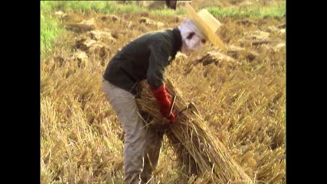 人们用大篮子在田里打稻谷;泰国,1989年视频下载