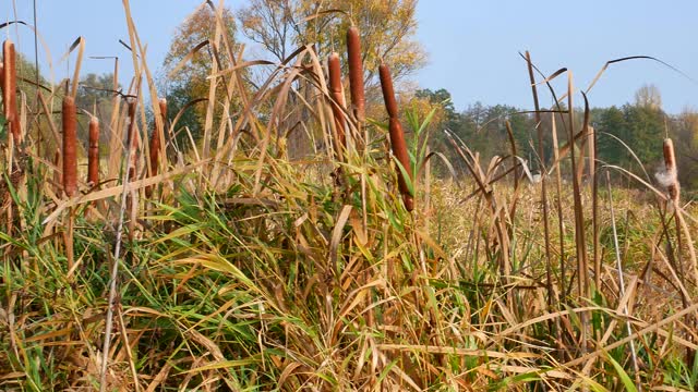 沼泽植物的灌木丛是生长着褐色植物的芦苇。里德水生植物。芦苇上长着棕色的东西。芦苇靠近水。钓鱼。狩猎。野生自然。视频。视频素材