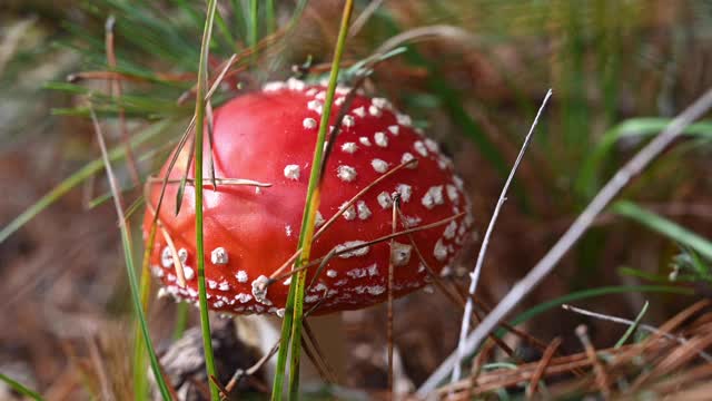 白毒伞蘑菇的特写，美丽的红色和白色的点。这是一种毒蘑菇。德国勃兰登堡。视频下载