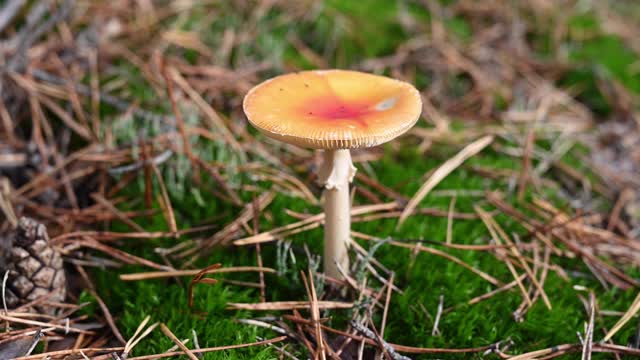 当一个人在森林里检查蘑菇的角质层时，从上面观察。它是一种红背菇(樱草花)。不能吃的蘑菇。德国勃兰登堡。视频素材