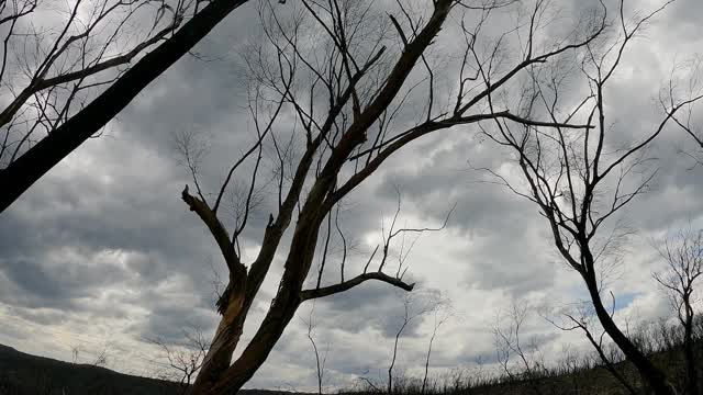 森林火灾后，被烧毁的树木，风暴云，气候变化视频素材