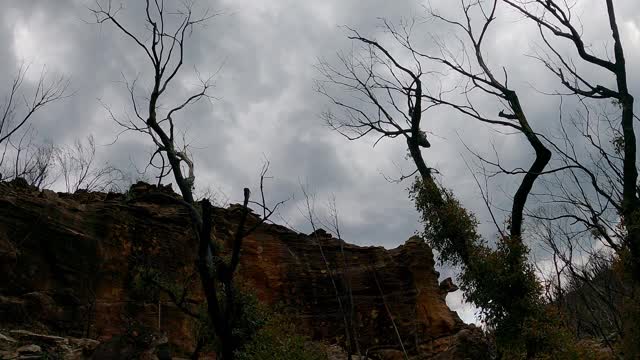 森林火灾后，在黑暗的风暴云中扫荡烧焦的树木视频素材