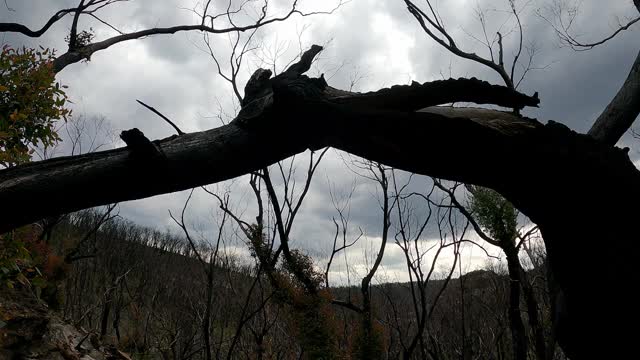 森林火灾后，死树与戏剧性的风暴云的平移视图视频素材