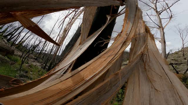 树皮在风中移动，暴风雨来临，高大的死树后的灌木火灾视频素材