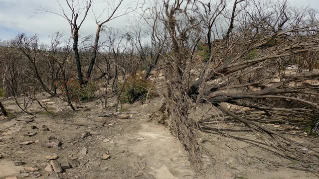 气候变化，森林火灾和干旱后倒下的枯树视频素材