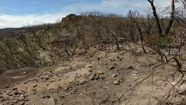 森林火灾和干旱后连根拔起的死烧焦的树的特写视频素材