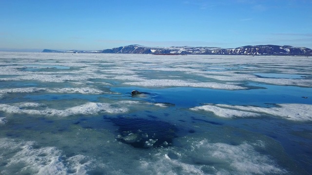 北极熊在泥泞的冰面上行走，然后潜入大海视频素材