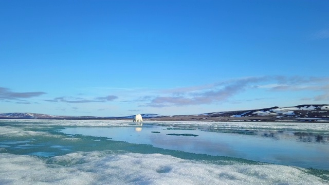 拉潘和北极熊走在泥泞的冰上视频下载