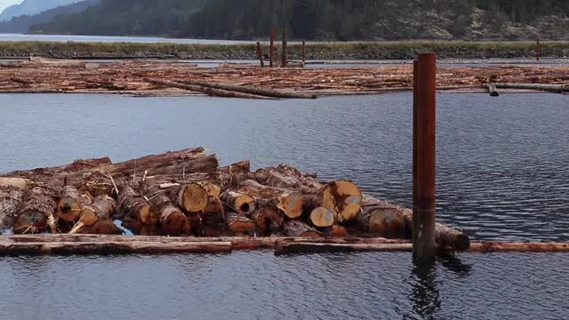 加拿大赛沃德的夏洛特女王号上漂浮着未加工的原木视频下载