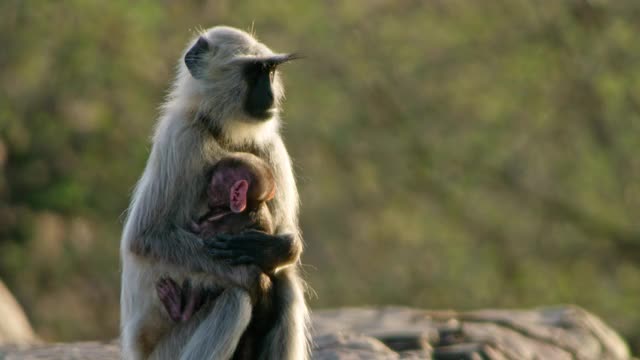 叶猴抱着它的孩子在岩石区域视频下载