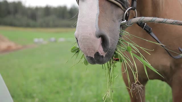 在牧场上吃新鲜青草的马的特写。嘴里叼着草的马。视频下载
