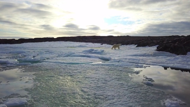 在WS轨道上，北极熊在冰上走向岩石视频下载