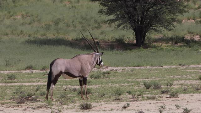 喀拉哈里的大羚羊和瞪羚视频素材