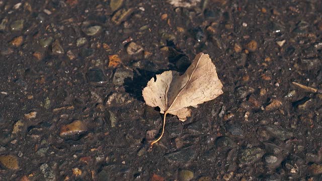 干燥的小叶子躺在柏油路上，轻风吹散视频下载