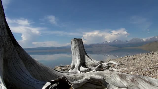 古老的枯树和美丽的风景湖苏古尔海岸。视频下载