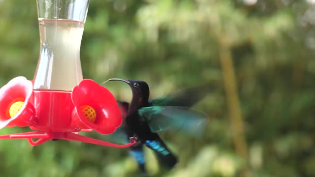 在马提尼克橡胶花园中，蜂鸟在静止的飞行中喝着花蜜视频下载