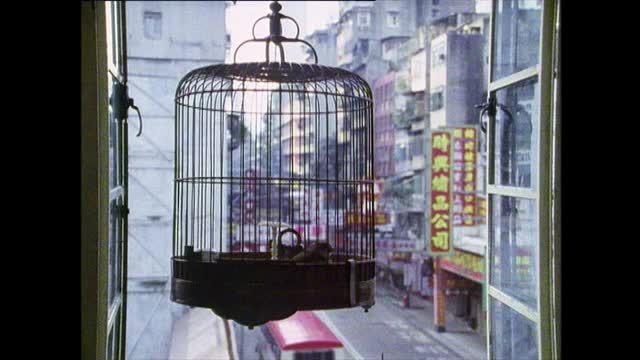 茶馆饲养笼养宠物鸟;香港,1989年视频下载