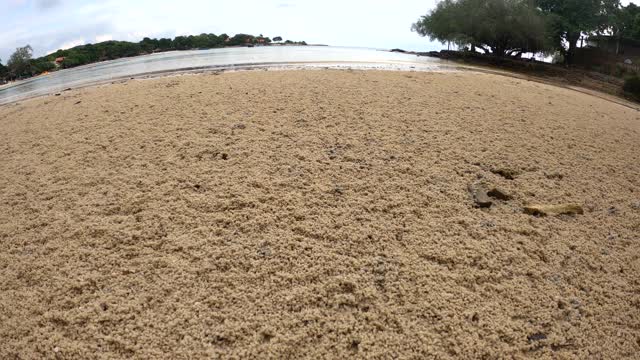 沙美海滩一只小螃蟹顺着洞往下跑在蓝天下4k时间视频素材
