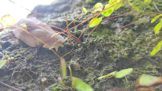 在潮湿的长满苔藓的土地上爬行的蛞蝓，也被称为没有壳的蜗牛视频素材