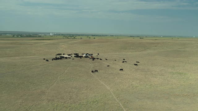 内布拉斯加州，无人机飞过牛群上空视频素材