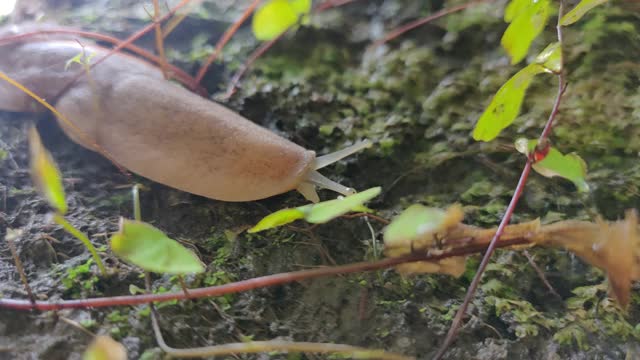 在潮湿的长满苔藓的土地上爬行的蛞蝓，也被称为没有壳的蜗牛视频素材