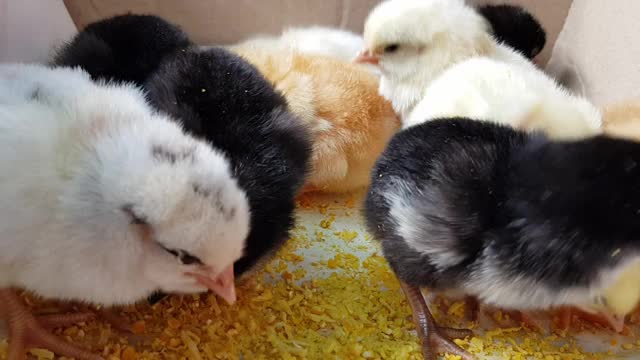 孵出的小鸡用喙啄。可爱毛茸茸的新生小鸟视频素材