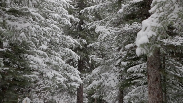 翠绿的松林在下雪视频素材