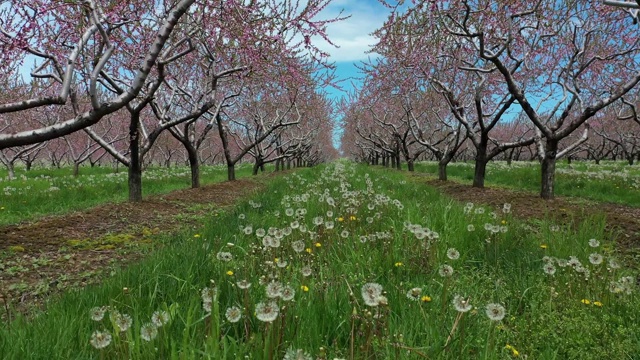 春季在加拿大安大略省尼亚加拉瀑布地区的农场和果园视频素材
