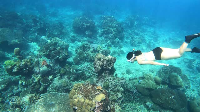4K年轻女子自由潜水穿着比基尼和长鳍潜水在清澈的水珊瑚礁在海洋视频下载
