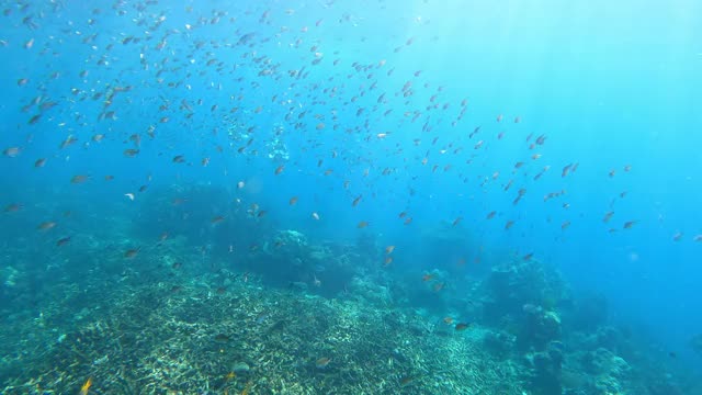 4K群免费潜水朋友戴着长纤维鳍和浮潜面罩潜水在清澈的海水珊瑚礁通过相机视频下载