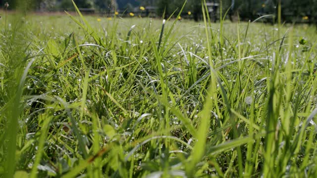 清新的晨露滴在生机勃勃的绿草上。关闭V2视频素材
