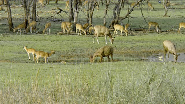 一群在树林附近吃草喝水的鹿视频下载