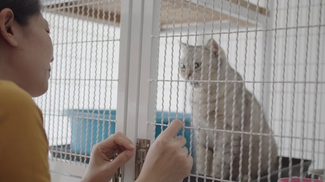 一个亚洲女人透过猫收养中心的笼子看一只可爱的小猫视频下载