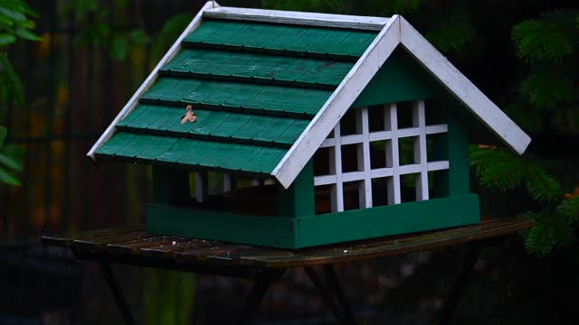秋天的雨天，一只松鼠在绿色的鸟窝里觅食视频素材