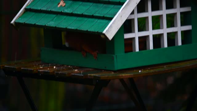 秋天的雨天，一只松鼠在绿色的鸟窝里觅食视频素材