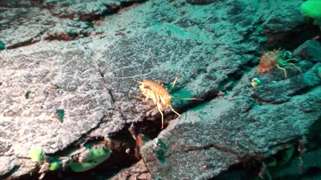 贝加尔湖水下特有的甲壳类小龙虾棘gammarus。视频下载