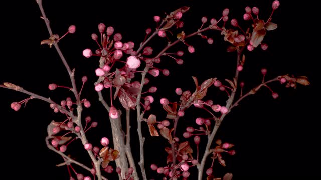 粉红色的花在树枝上盛开，樱桃树视频下载