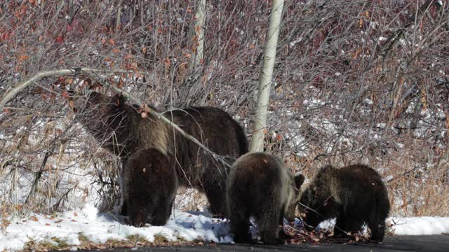 用4K MS拍摄了著名的灰熊#399和它的4只小熊(小熊熊)，它们在不停地寻找食物视频素材