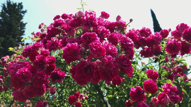 花园里的玫瑰，玫瑰丛，花园里随风摇曳的粉红色花朵，五彩缤纷的夏日自然背景视频素材