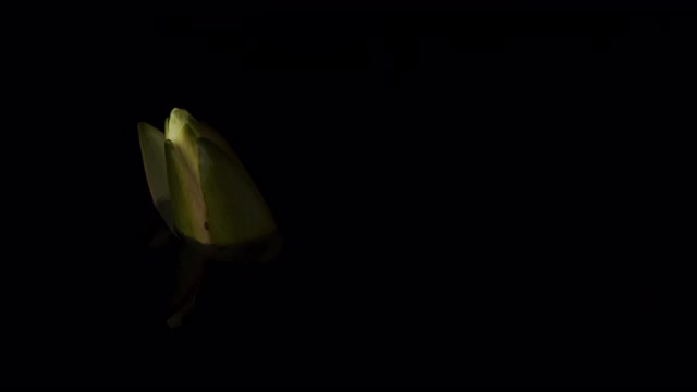 特写时间流逝的白莲和睡莲花开放和盛开在池塘。视频素材
