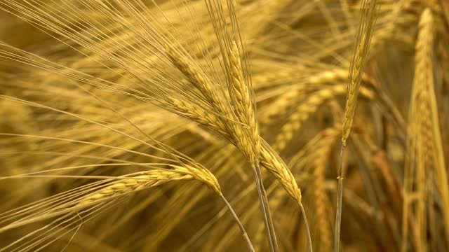 农地上，风浪卷起一穗金黄色、成熟的黑麦。面包收获概念视频素材