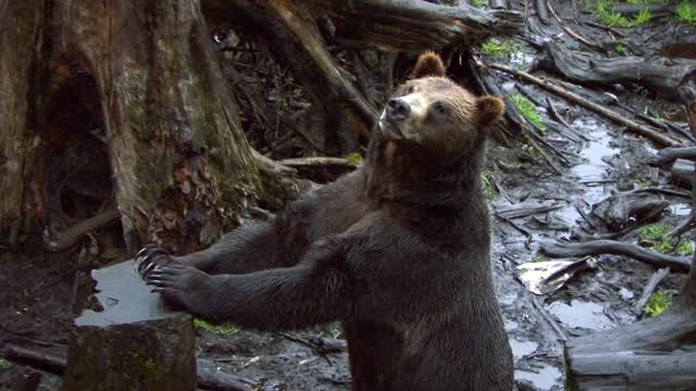 黑熊靠在一棵砍倒的树上，看着摄像机的方向。视频下载