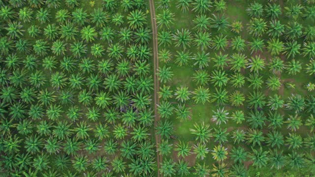 棕榈油种植园鸟瞰图视频下载