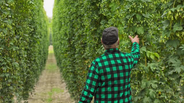 一位上了年纪的农民在啤酒花田里散步，检查用于制作有机啤酒的啤酒花视频素材