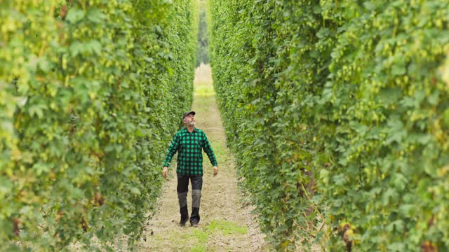 在啤酒花地里，一名男子走在一排排高大的植物之间检查球果视频素材