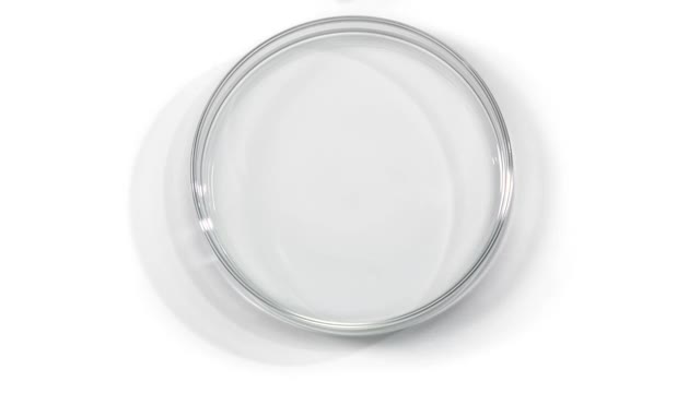 近距离和超级缓慢的运动的水滴，使水晶清晰的波纹内培养皿在白色的背景视频下载