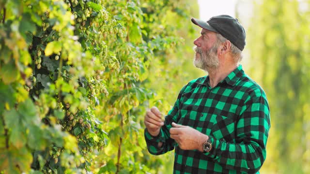 一位上了年纪的农民在闻用于制作有机精酿啤酒的啤酒花视频素材