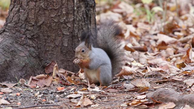 松鼠在秋天的森林里跳着、吃着、跑着视频素材