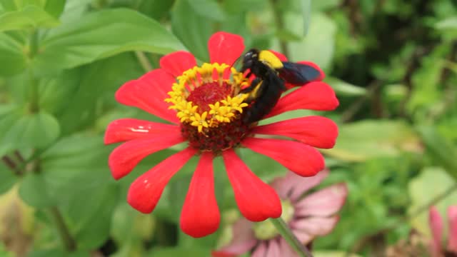 一只甲虫着陆并吮吸一朵花视频素材